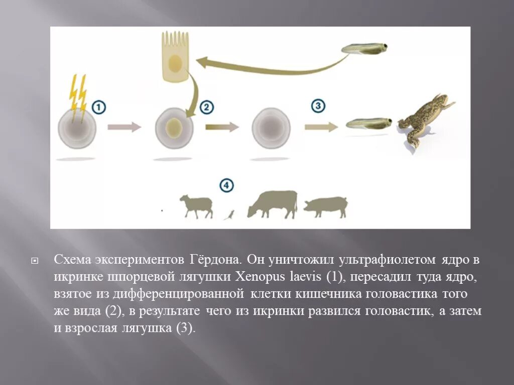 Метод пересадки ядер. Опыт Гердона. Схема опыта Дж Гердона. Эксперимент Джона Гердона. Клонирование амфибий (Дж. Гёрдон).