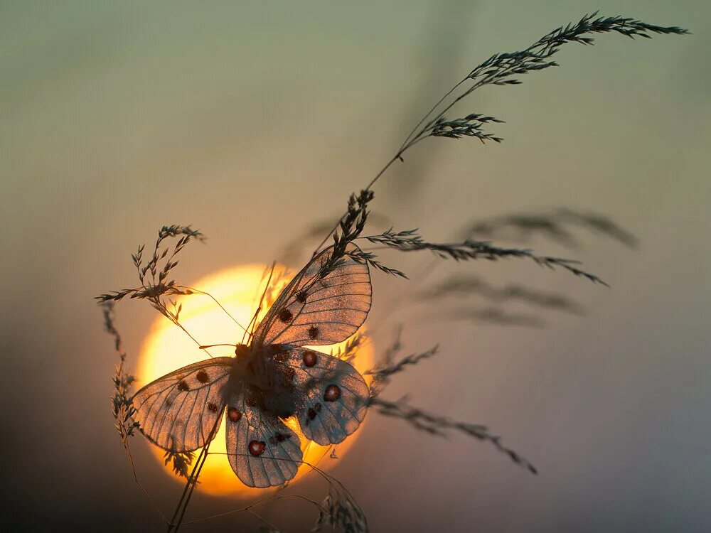 Мотыльки и свет