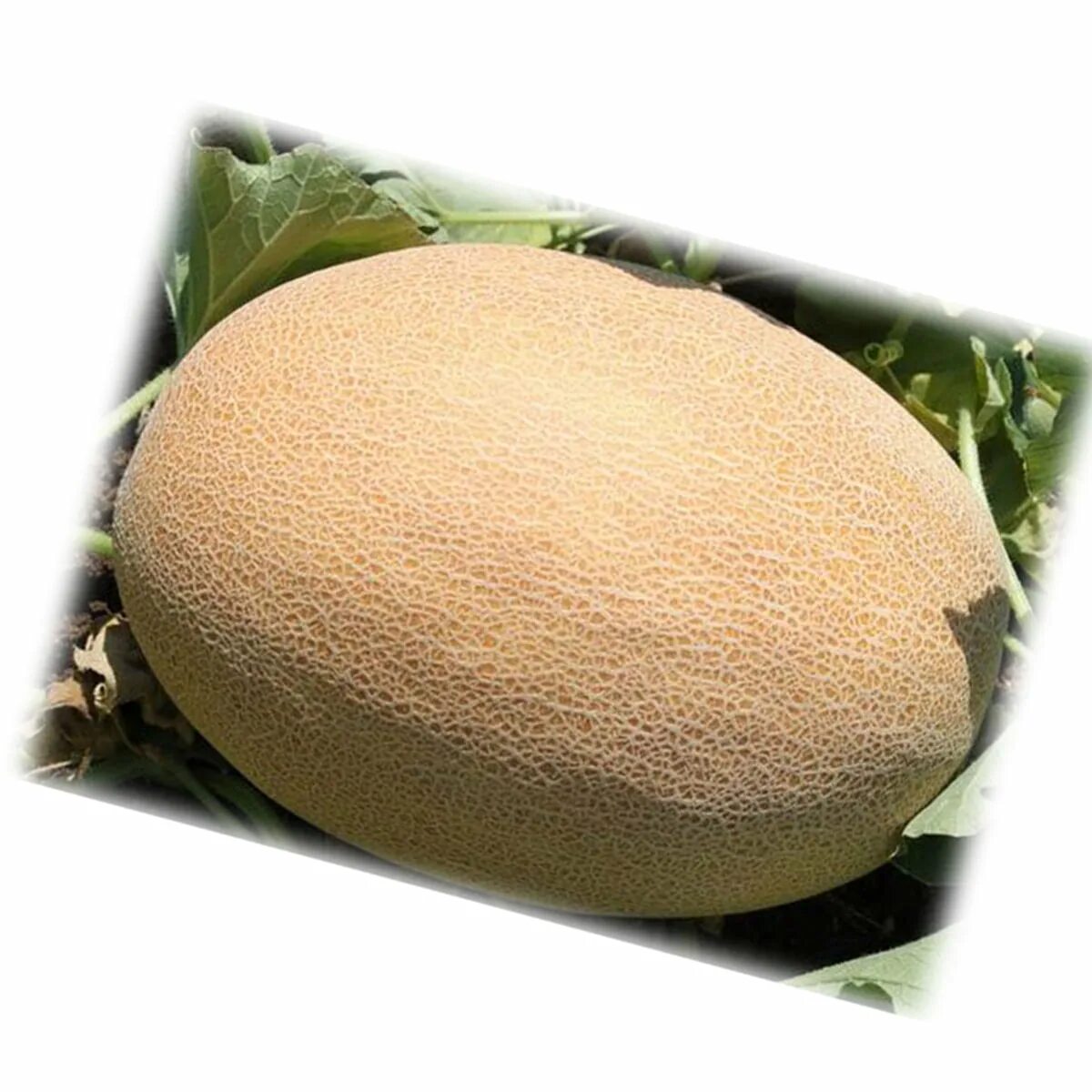 Дыни ф1. Сорт дыни раймонд. Дыня медовая роса. Дыня оксана f1. Сорт дыни гуляби.