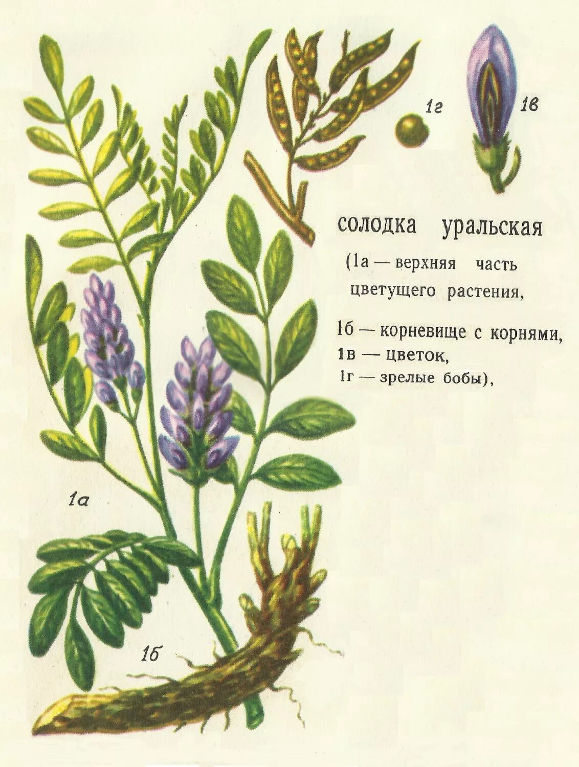 Солодка латынь. Солодка уральская (glycyrrhiza uralensis). солодка уральская — glycyrrhiza uralensis fisch.. корень солодки, солодка уральская, лакричник. солодка уральская гербарий.