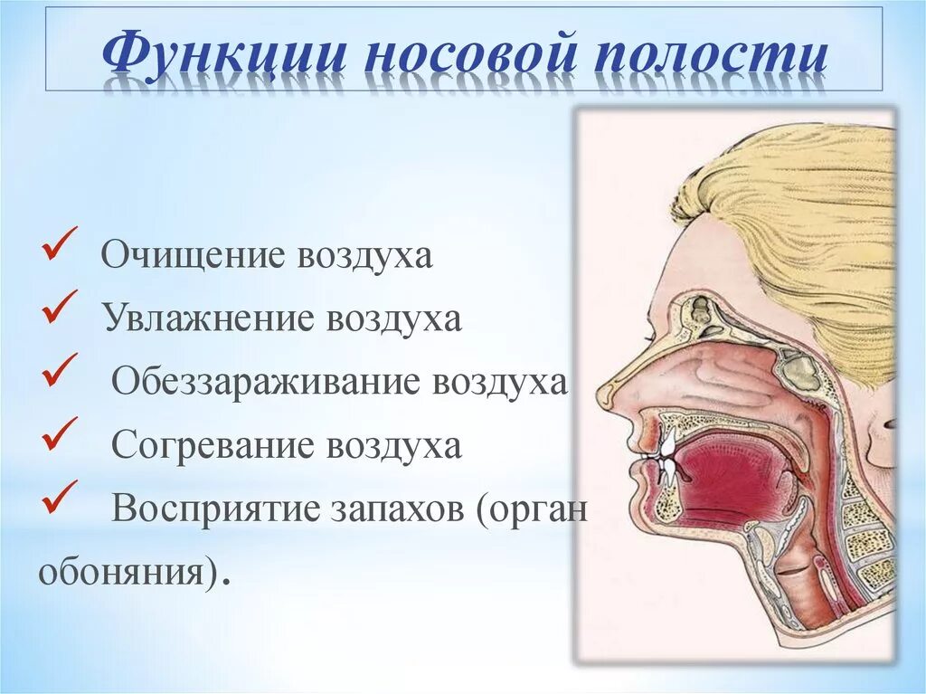 Очищение увлажнение и согревание вдыхаемого воздуха. Перечислите функции носовой полости. Функции носа в дыхательной системе. Анатомия носовой полости человека строение и функции. Функииносовой полости.