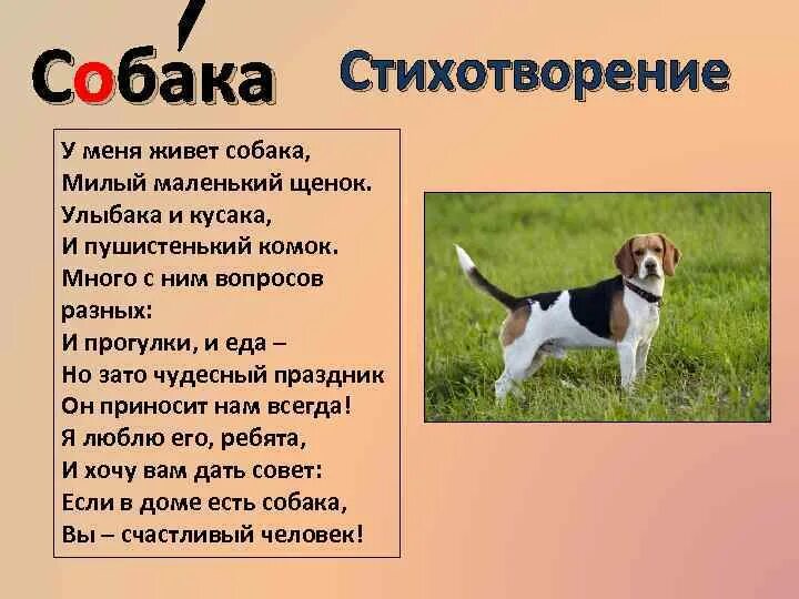 Текст про собачку