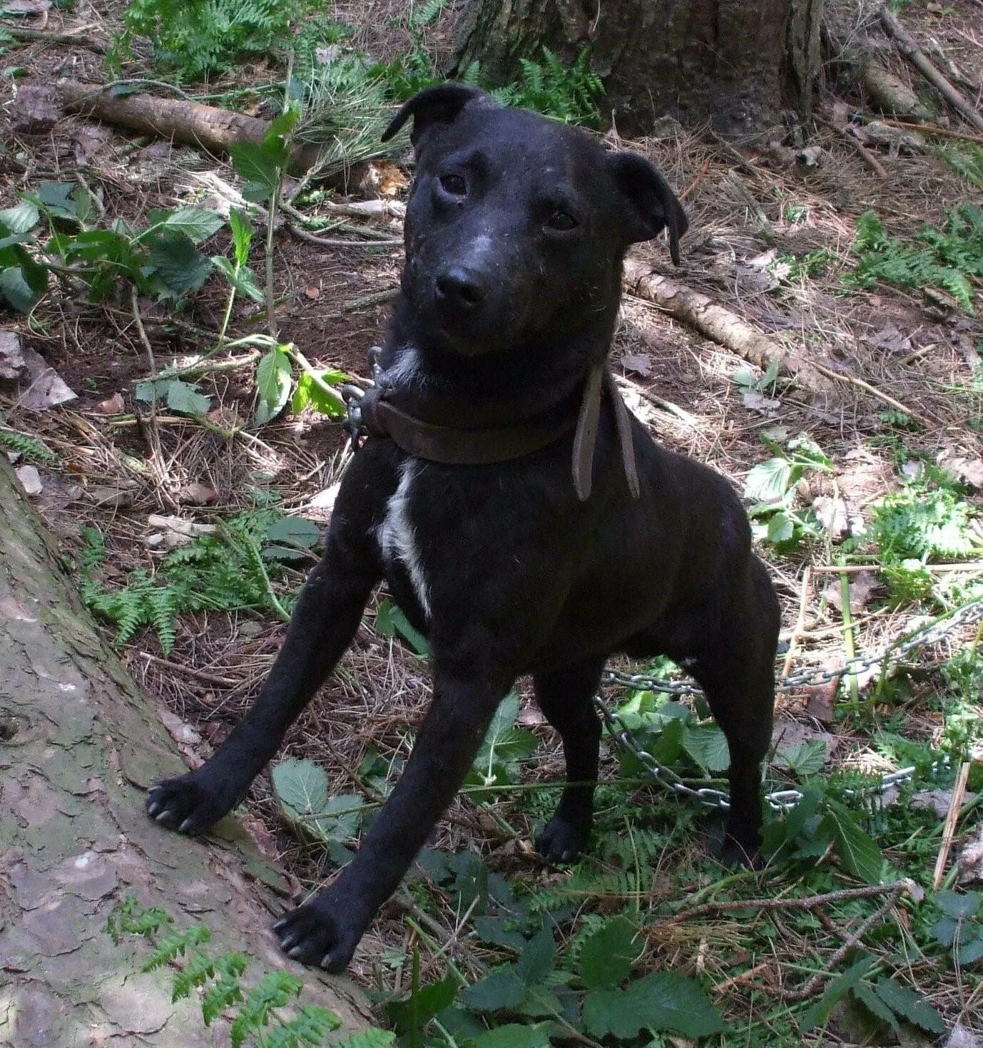 Шоколадный паттердейл терьер. Паттердейл терьер гладкошерстный. Порода паттердейл. Паттердейл терьер чёрный. Паттердейл-терьер щенки.