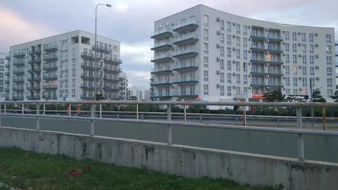Альфа сириус прибрежный