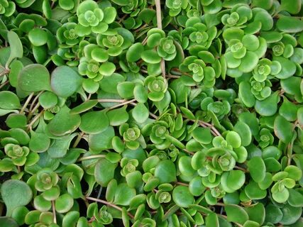 Show plant