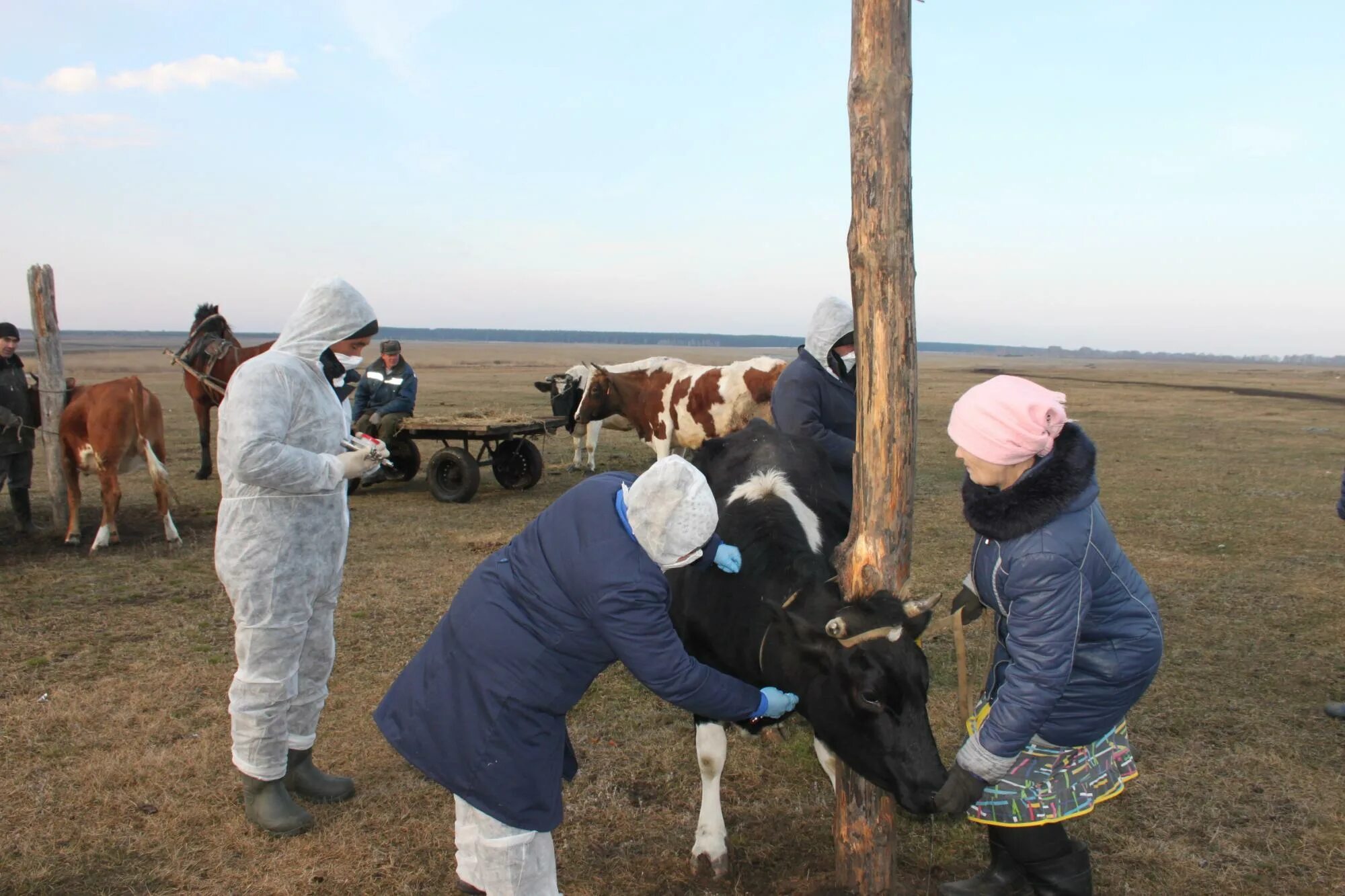 Звериноголовское курганская область новости. Массовые ветеринарные мероприятия. Управление ветеринарии Курганской области. Весенняя диспансеризация животных. Звериноголовский район.