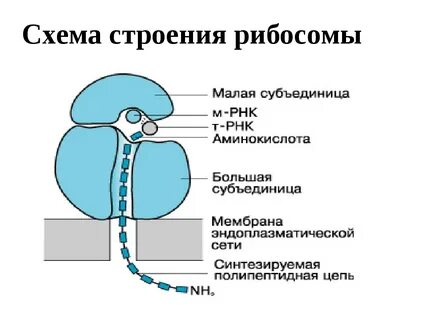 Строение рибосом