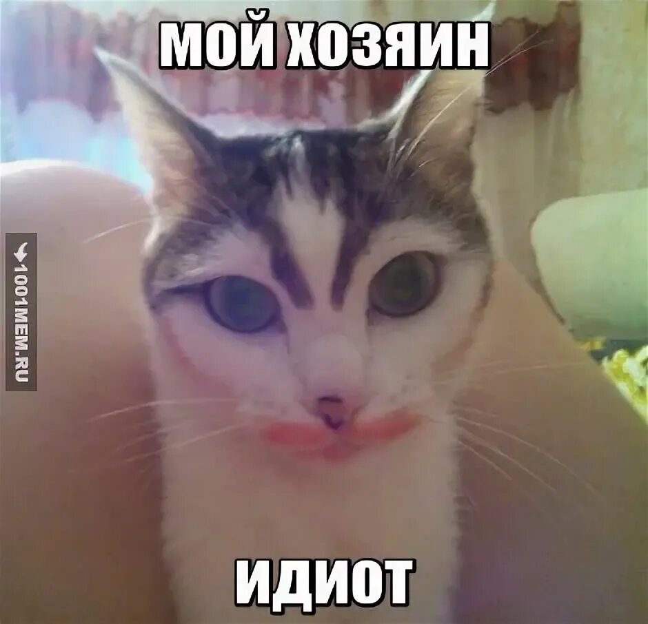 Кот мой хозяин идиот. Я и мой хозяин. Кот идиот. Собака идиот. Мой хозяин идиот демотиватор.