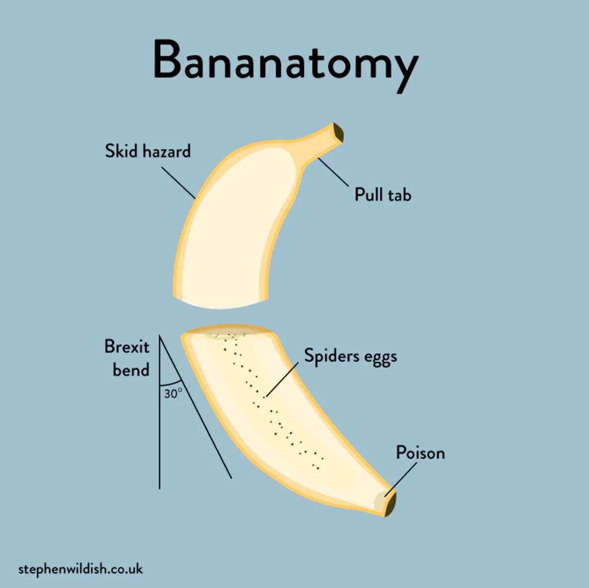 Как называется плод банана. Как называется плод банана. Банан информация. Поперечный срез тыквины огурца. Как называется плод банана.