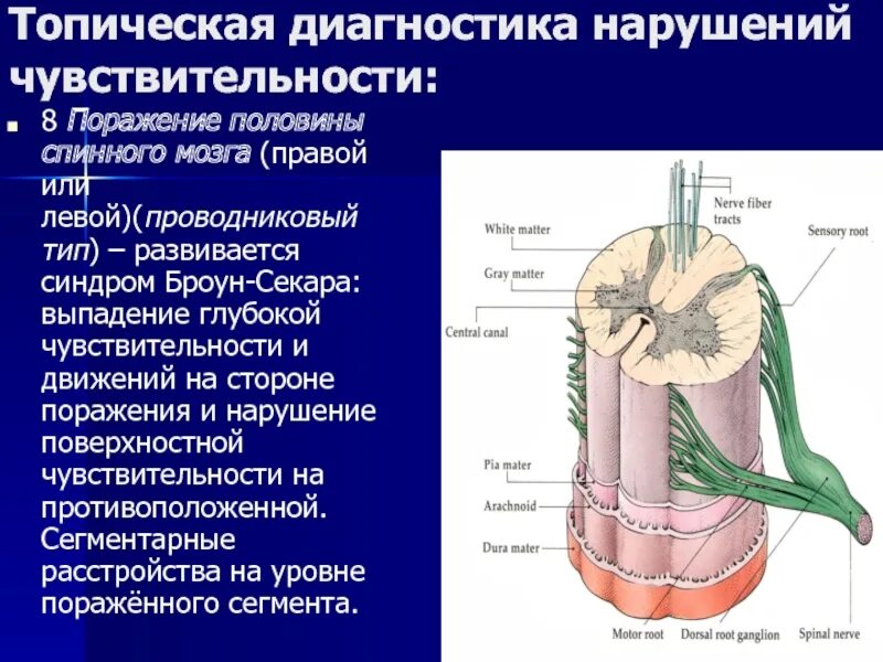 Нарушения поверхностной и глубокой чувствительности.. Топическая диагностика нарушений чувствительности. Проводниковый Тип расстройства глубокой чувствительности. Симптомы поражения глубокой чувствительности.