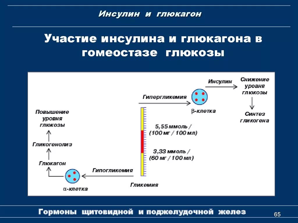 Участвует в синтезе инсулина. Механизм действия инсулина биохимия гормоны. Строение инсулина и глюкагона. Схема синтеза инсулина. Механизм действия инсулинов.