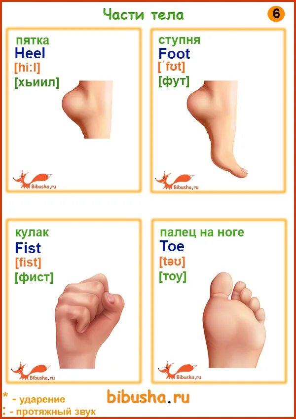 Foot перевод на русский язык с английского. Карточки по английскому части тела. Карточки английских слов части тела. Части тела по с транскрипцией. Карточки части тела для детей по английскому.