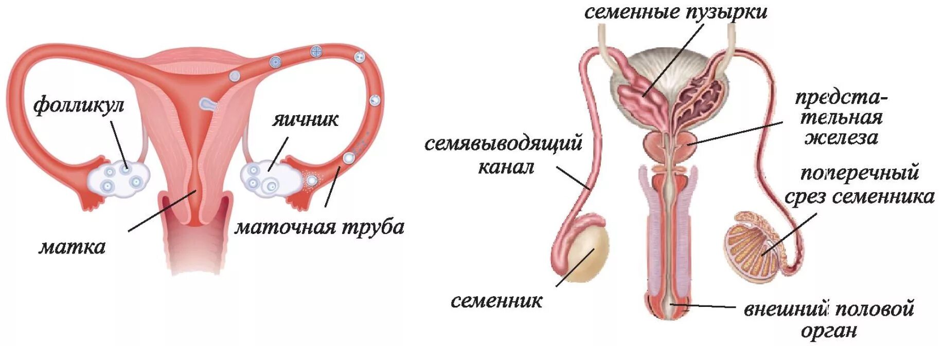 Мужские половые яичники. Половые железы яичники строение. Мужской яичник анатомия. Женские половые железы строение. Мужской яичник строение.