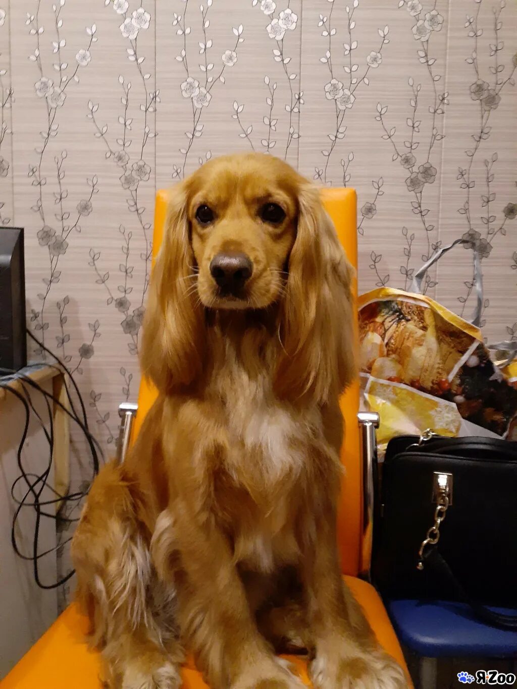 Вязка спаниелей. Английский кокер-спаниель рыжий с купированным хвостом. Вязка спаниелей. Вязка кокер спаниеля английского. Вязка спаниелей.