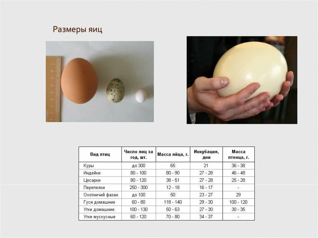 Вес кур яйца. Размер куриного яйца с1. Размер яйца курицы. Диаметр яйца. Диаметр гусиного яйца.