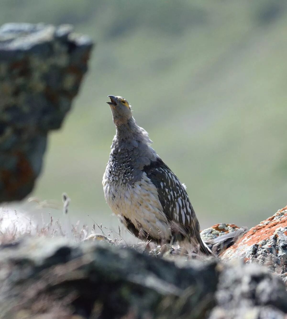 Горная курица. Алтайский улар Tetraogallus altaicus. Кавказский улар (Горная индейка),. Алтайский улар в Алтайском заповеднике. Гималайский улар.