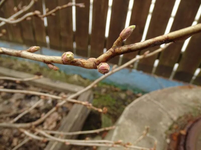 Черная смородина почковый клещ. Смородина цветочные почки весной. Смородиновый почковый клещ. Почковый клещ смородины. Черная смородина почковый клещ.