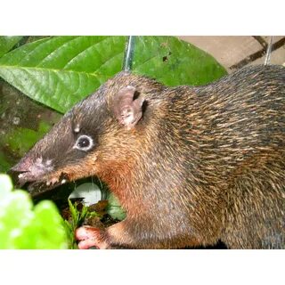 Echymipera