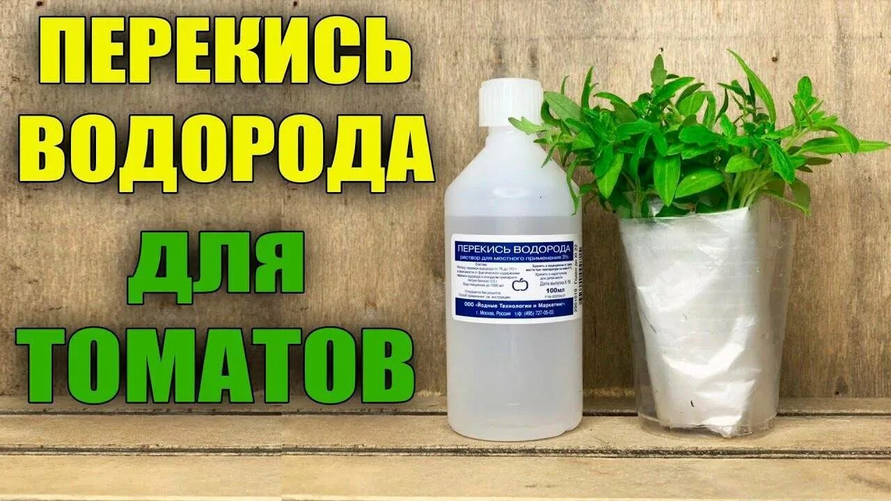 Можно применить перекись водорода. Перекись водорода для рассады томатов. Подкормка томатов перекисью водорода. Перекись водорода. Перекись водорода для полива рассады.