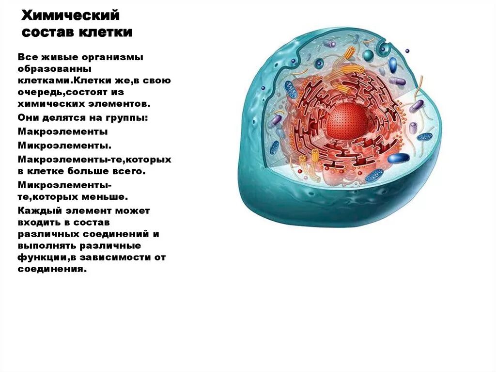 Сколько клеток входит