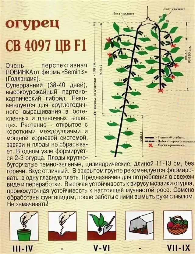 Как формировать огурцы в один стебель. Формирование огурцов в теплице в один стебель схема. формировка огурца в теплице схема. схема формирования стебля огурца. схема формировки огурцов в теплице.