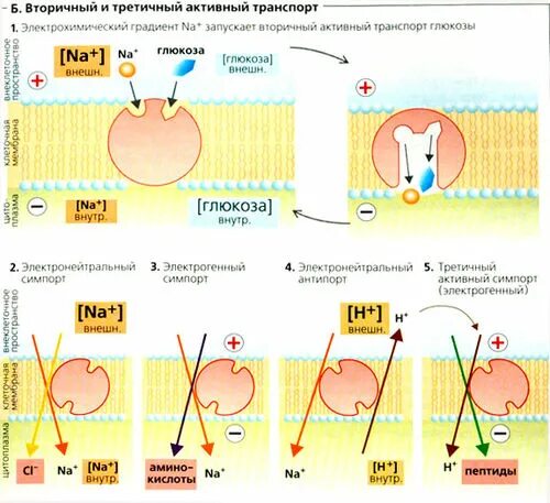 Первично активный транспорт веществ. Первично активный транспорт биохимия. Активный транспорт веществ первичный и вторичный. Механизм вторично активного транспорта.