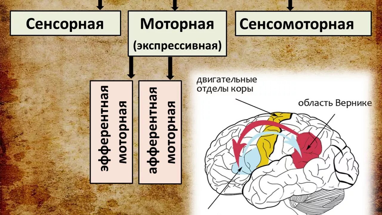 Очаги в коре головного мозга. Моторная сенсорная и сенсомоторная алалия. Локализация поражения при моторной алалии. Алалия механизм нарушения. Локализация моторной и сенсорной алалии.