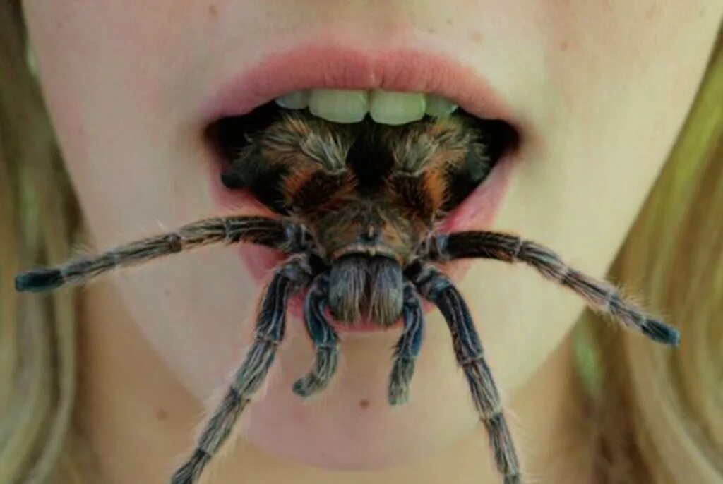 Птицеед Голиаф. Австралийский паук птицеед. Южнорусский Тарантул укус. Самый опасный паук птицеед.