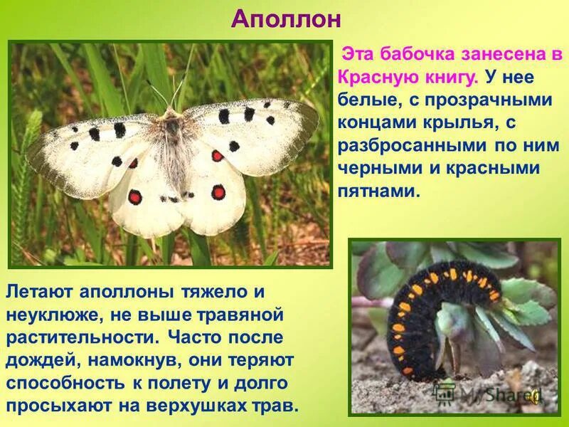 бабочки которые занесены в красную книгу. серицин монтела красная книга. бабочки из красной книги. бабочки из красной книги. бабочки красной книги россии.