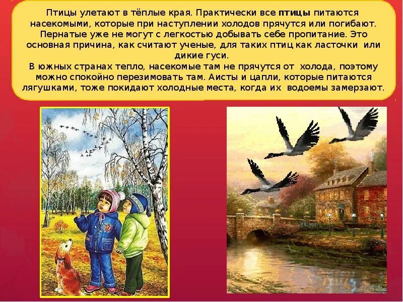 Какое значение имеет поведение птиц осенью. Птицы осенью рассказ для детей. зачем птицы улетают в теплые края. почему птицы улетают в теплые края. почему птицы улетают в теплые.