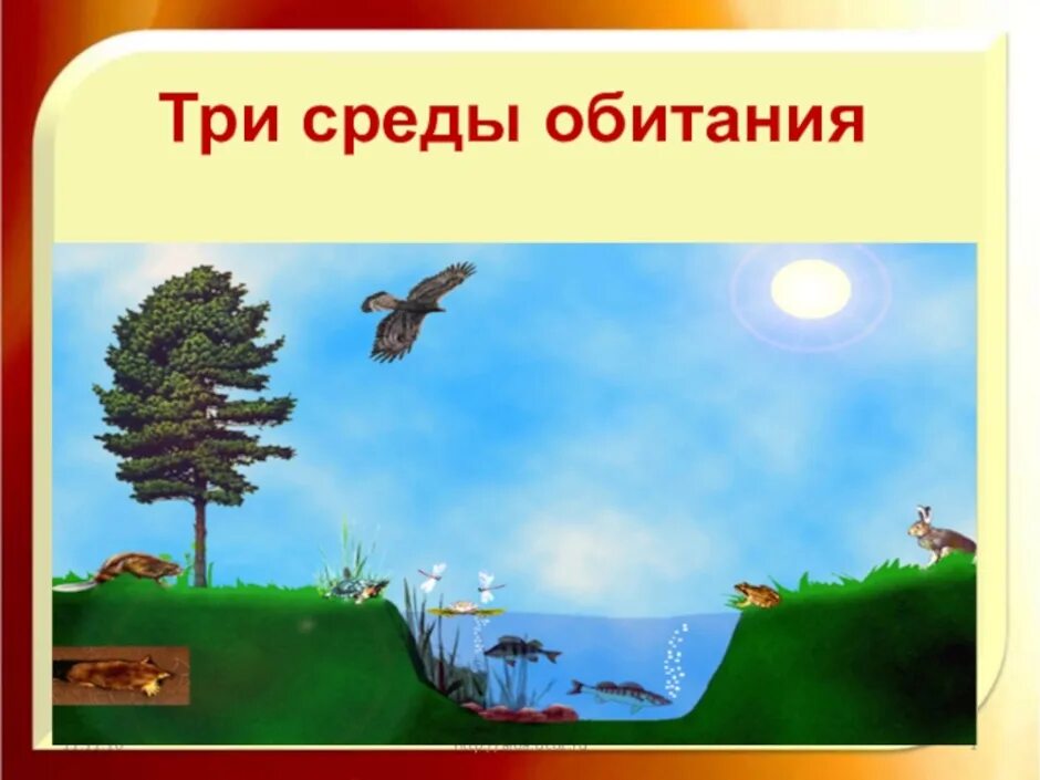 Доклад на тему воздушно наземная среда. Среда обитания. Рисунок на тему среда обитания. Три среды обитания. Рисунок на тему среды жизни.