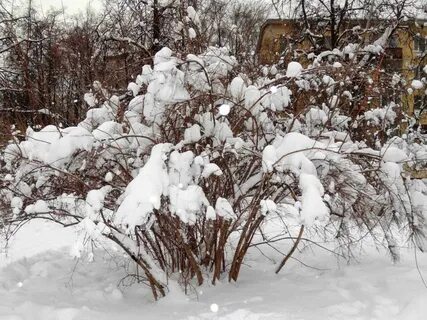 Кусты закончились