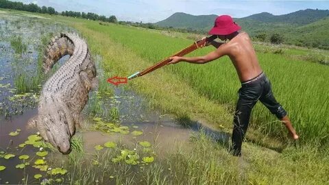 Крокодил рыбалка