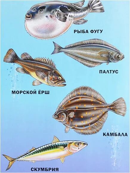 Рыба различие. Семейство камбаловых рыб. Ерш семейства камбаловых. Ерш и камбала различия. Плоская рыба палтус.