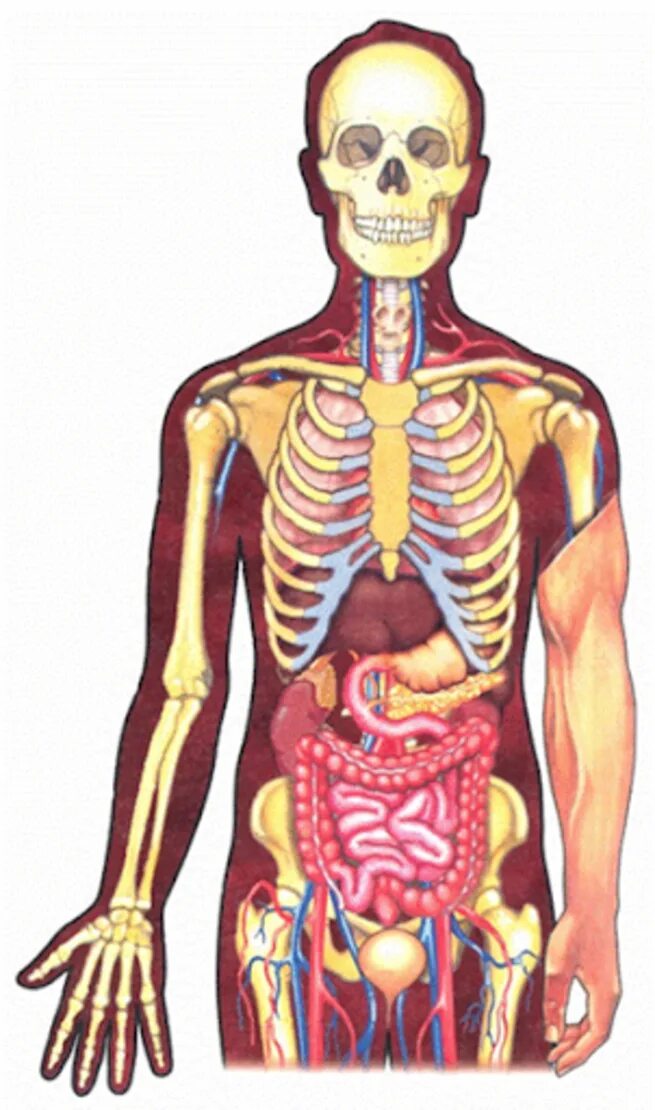 Строение человека скелет и органы. Человеческий скелет с органами. Скелет человека сморганами.