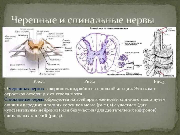 Черепные нервные узлы