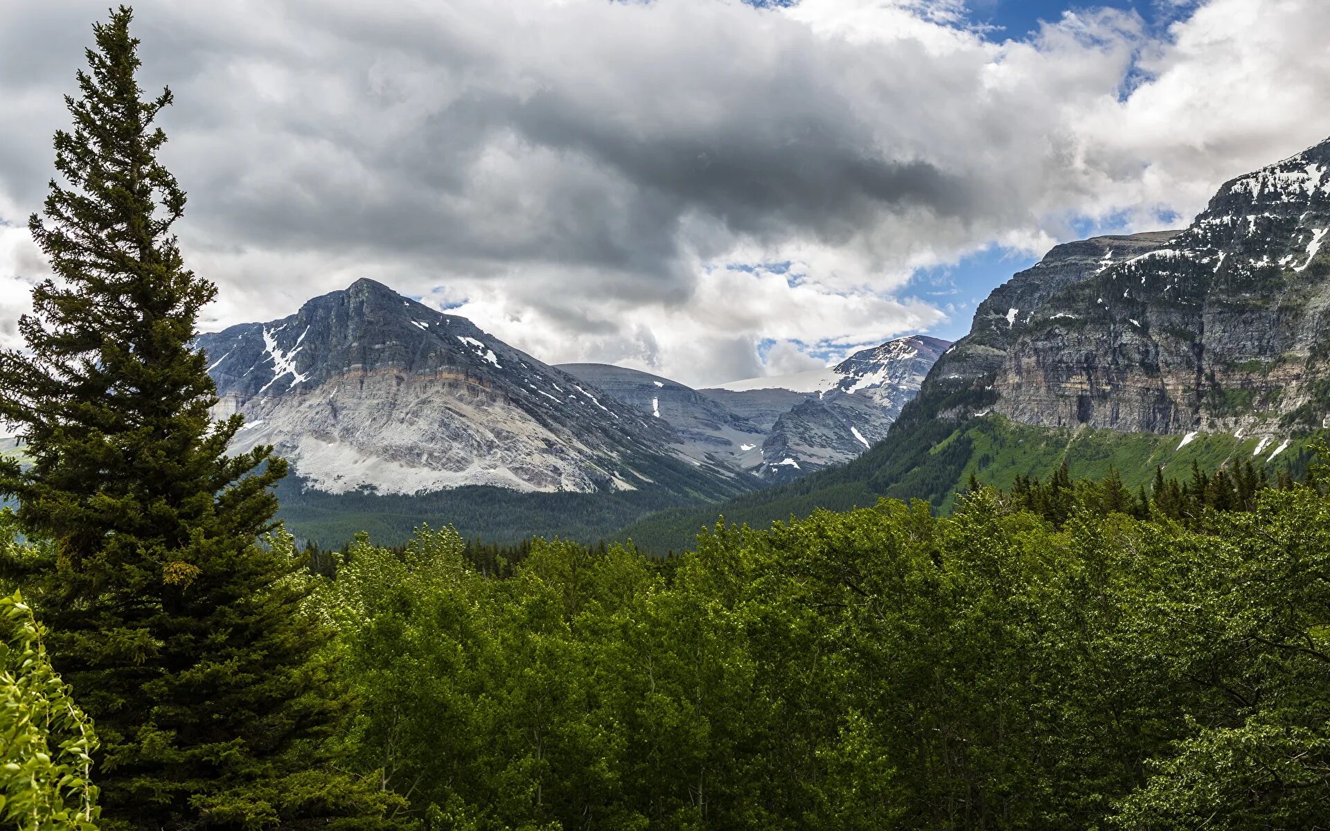 Горы Глейшер. Ель, горы, Spruce, Mountains. Широколиственные леса Швейцарии. Горные деревья. Фото лес и горы