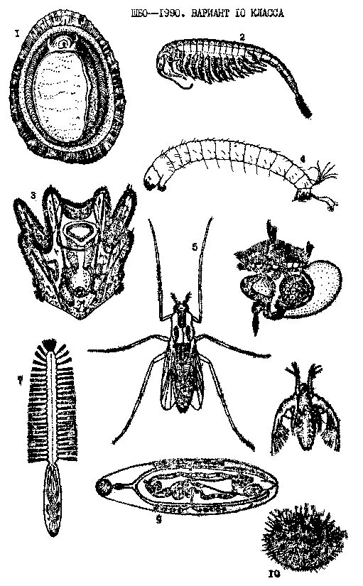 Личинки и взрослые особи. Личинки характерны для. Личинки и взрослые особи насекомых. Личинка характерна для представителей типа.