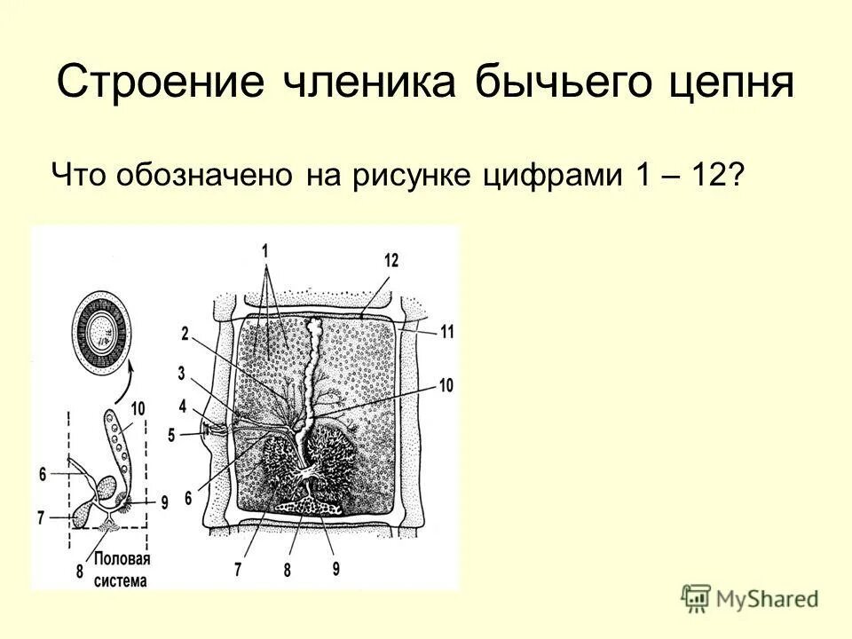 Матка бычьего цепня. Строение гермафродитного членика цепня. строение гермафродитного членика бычьего цепня. гермафродитный членик бычьего цепня. гермафродитный членик бычьего цепня микроскоп.