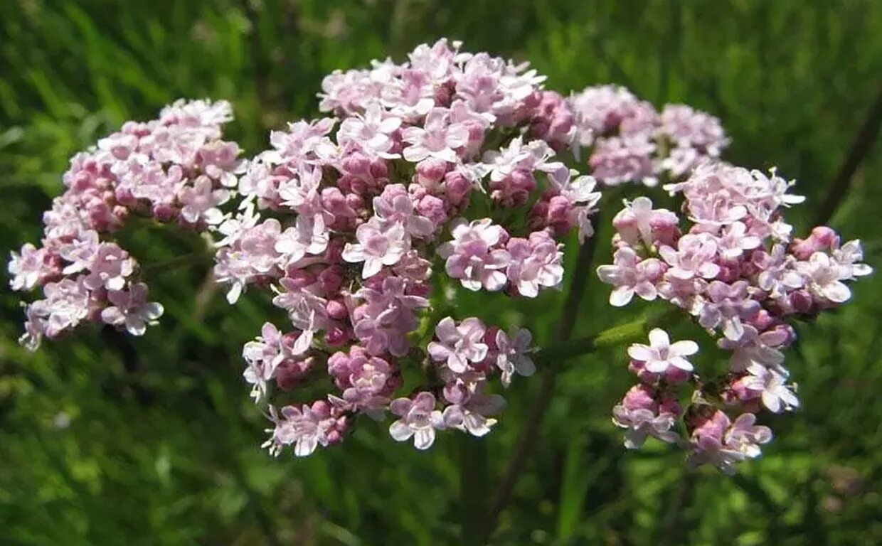 Валерьянка во время. Валериана. (Valeriana officinalis). Валериана лекарственная / Valeriána officinális. Валериана двудомная. Valeriana officinalis растение.