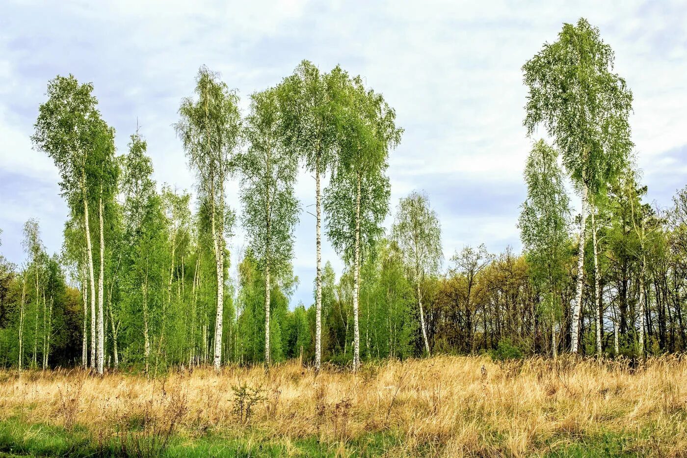 Березовая роща панорама. Березовая роща Горно Алтайск. Березы панорама. Береза высокая. Какая береза весной