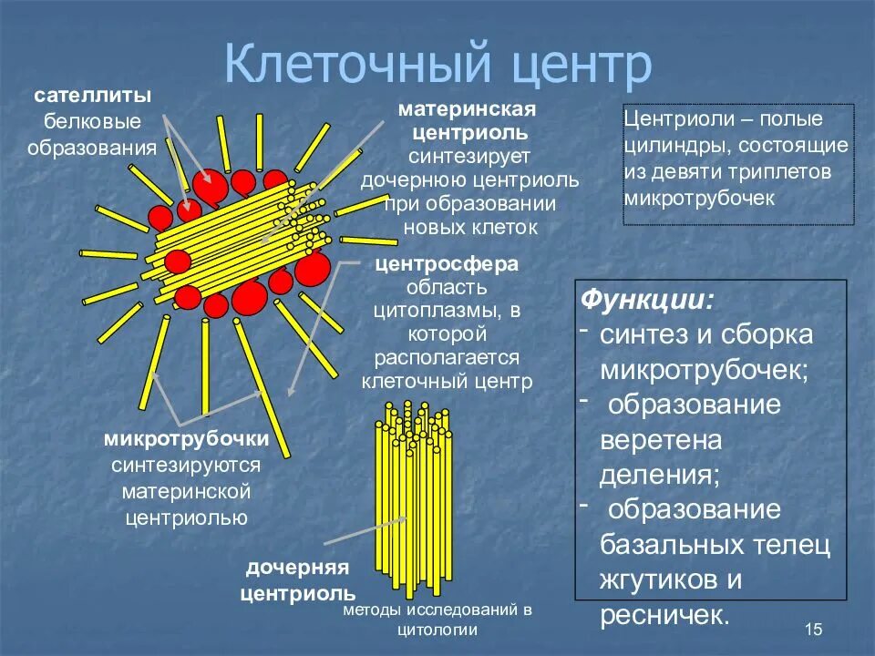 Функции центросомы. Клеточный центр центросома строение и функции. Центриоли клеточного центра функции. Клеточный центр и центриоли строение и функции. Органоид клеточный центр строение и функции.