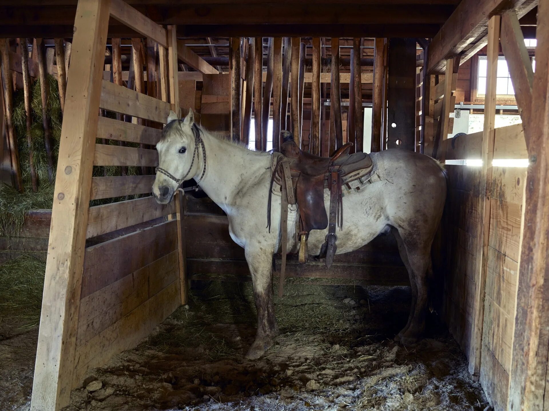 Хлев лошадь. Кобылячьи конюшни. Конюшня блэк хорс. Райвола конюшня. Кск конкорд денники.