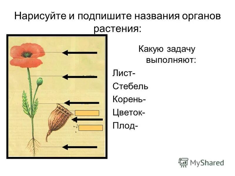 генеративные органы растений побег. строение растения задание. схема строения вегетативных органов растений. схема строения органов цветкового растения. задания по теме органы растений.