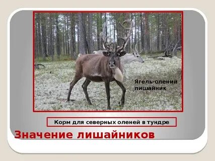 Какое растение является основной пищей для оленей
