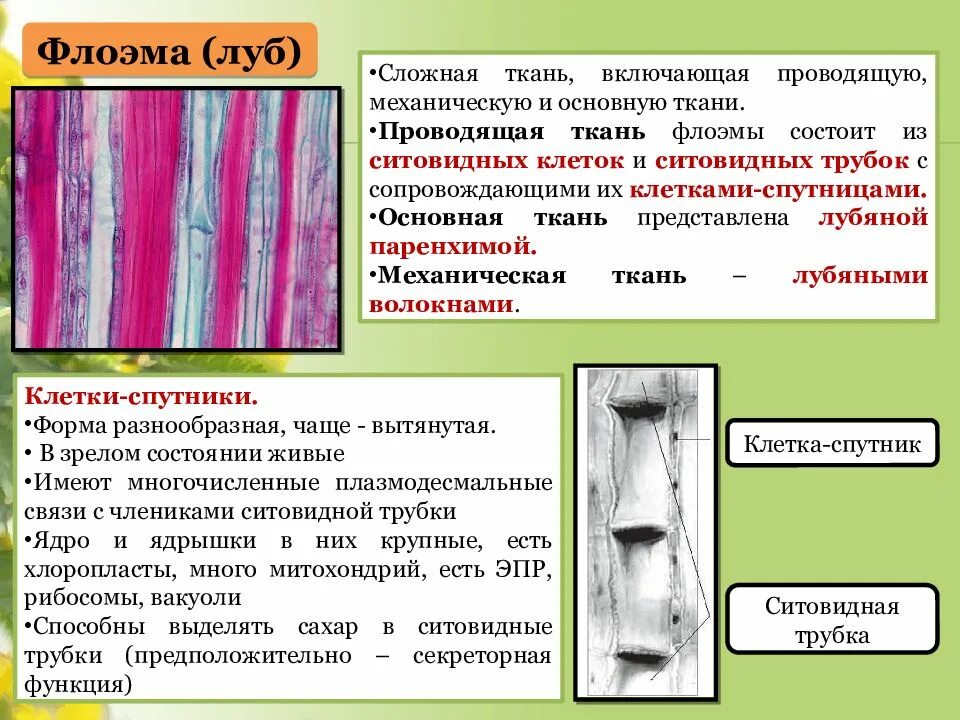 Почему ткани выполняют разные функции. Проводящие ткани ситовидные трубки флоэма. Флоэма строение клетки. Ткань клетки спутницы флоэмы. Клетки ситовидных трубок.