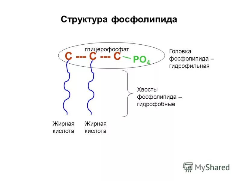 Гидрофильные головки фосфолипидов