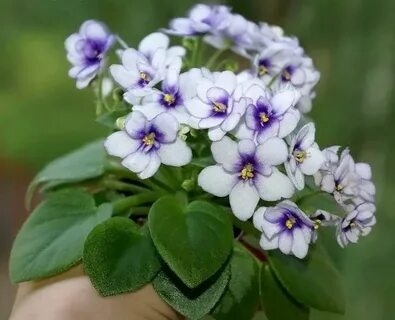 Фиалка комнатный цветок названия