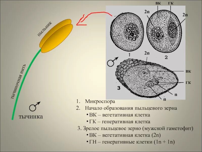 Строение пыльцевого зерна. Строение пыльцевого зерна сосны. Мужской гаметофит пыльцевое зерно. Вегетативная и генеративная клетка пыльцевого зерна. Пыльца схема