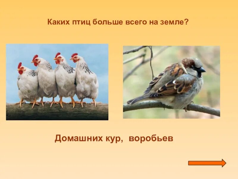 Воробей и курица какие пороки осуждает